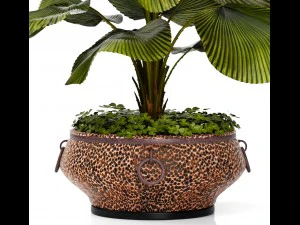 licuala palm 3D Model