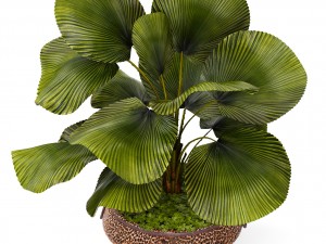 licuala palm 3D मॉडल