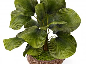 licuala palm 3D Model