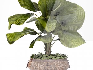 licuala palm 3D मॉडल