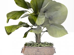 licuala palm 3D Model