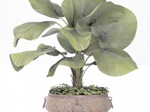 licuala palm 3D मॉडल
