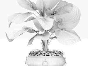 licuala palm 3D Model