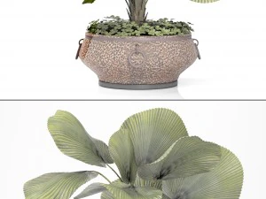licuala palm 3D Model