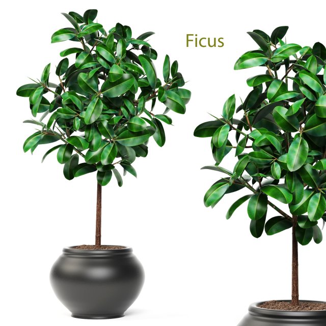 ficus Modello 3D .c4d .max .obj .3ds .fbx .stl .blend 