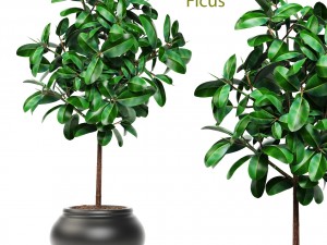 ficus 3D Model