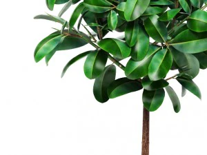 ficus 3D Model