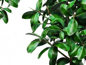 ficus 3D Model