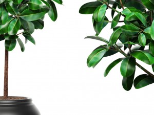 ficus Modello 3D