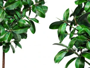 ficus 3D Model