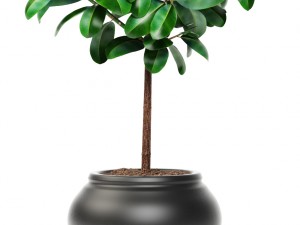 ficus Modello 3D