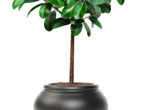 ficus 3D Model