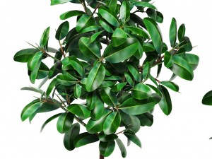 ficus Modello 3D