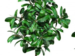 ficus 3D Model