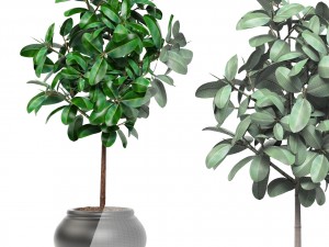 ficus Modello 3D