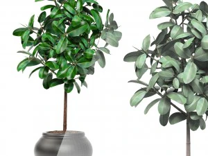 ficus 3D Model