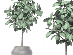 ficus 3D Model