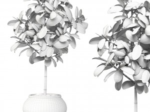 ficus Modello 3D