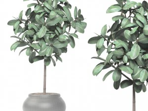ficus 3D Model