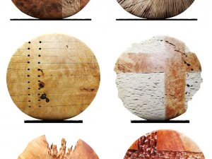 kolekcja rzeźb Model 3D