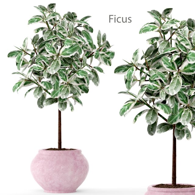 ficus 3D मॉडल .c4d .max .obj .3ds .fbx .stl .blend 