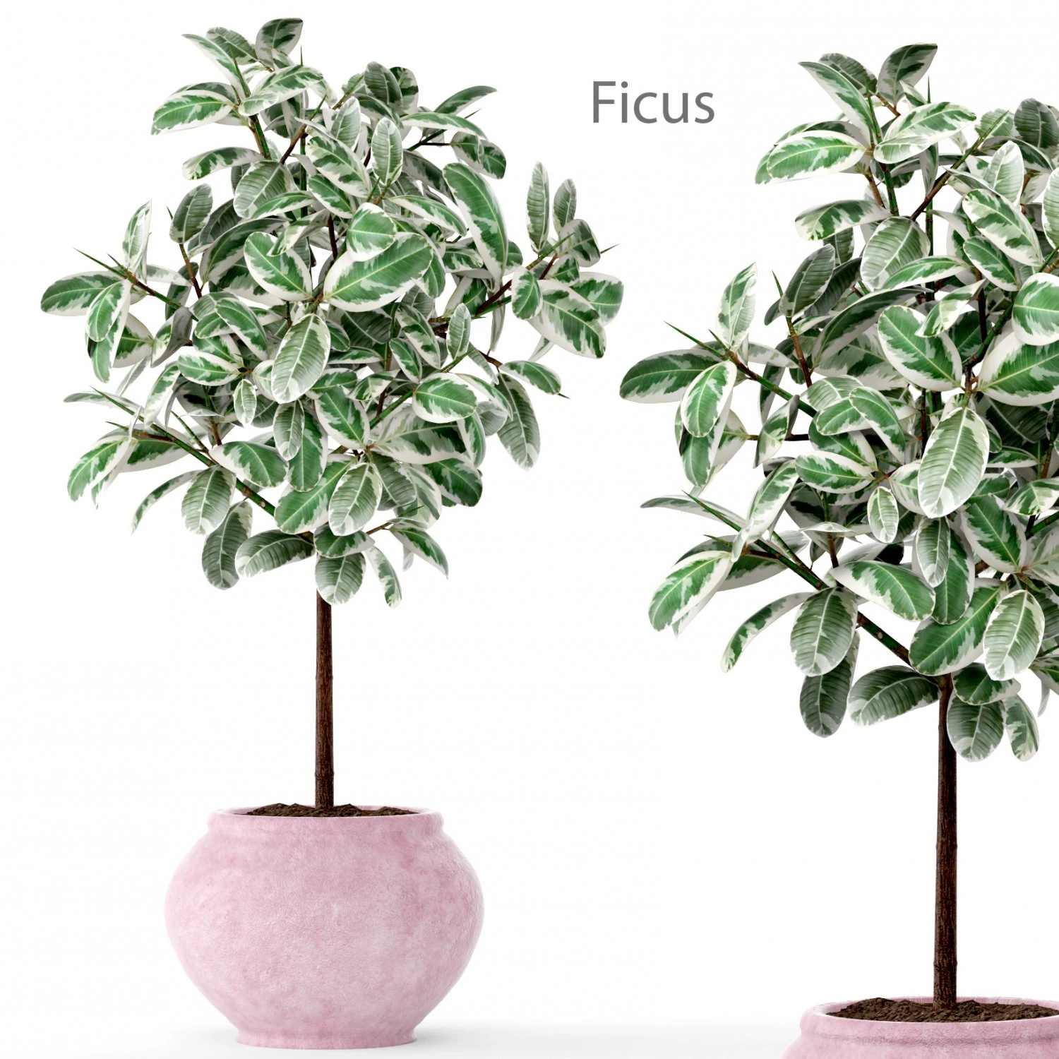 ficus 3D Model .c4d .max .obj .3ds .fbx .stl .blend 