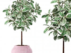 ficus Modello 3D