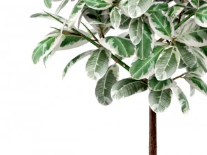 ficus 3D Model