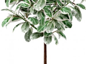ficus 3D मॉडल