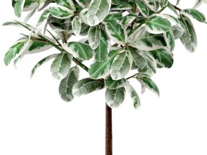 ficus 3D Model