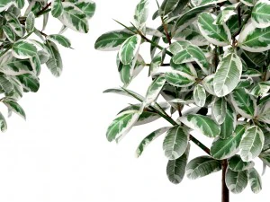 ficus 3D Model