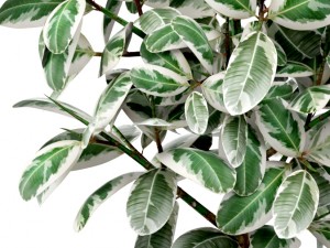 ficus 3D मॉडल