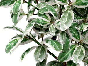 ficus 3D Model