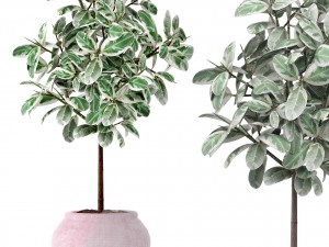 ficus 3D मॉडल