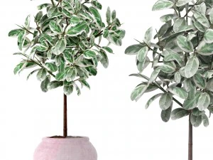 ficus 3D Model
