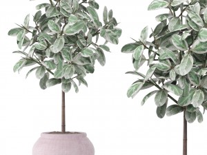 ficus 3D मॉडल