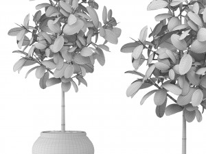ficus 3D मॉडल