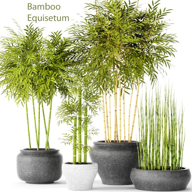 bamboo trees 3D 모델 .c4d .max .obj .3ds .fbx .stl .blend 