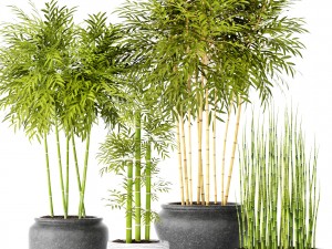 bamboo trees 3D Model