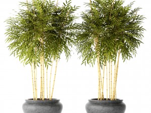 bamboo trees 3D 모델