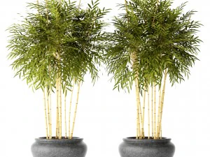 alberi di bamb&ugrave; Modello 3D