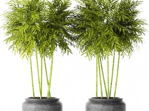 bamboo trees 3D 모델