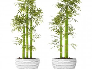 bamboo trees 3D 모델