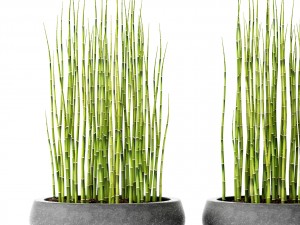 bamboo trees 3D 모델