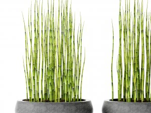 alberi di bamb&ugrave; Modello 3D