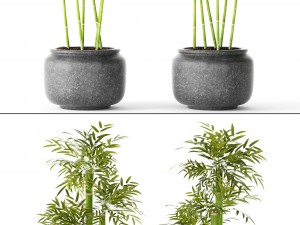 bamboo trees 3D 모델