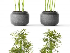 alberi di bamb&ugrave; Modello 3D