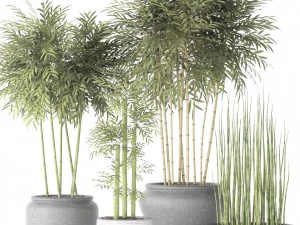 alberi di bamb&ugrave; Modello 3D