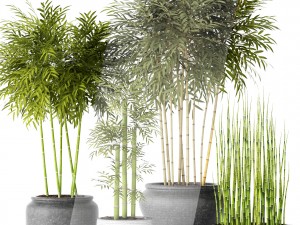bamboo trees 3D 모델