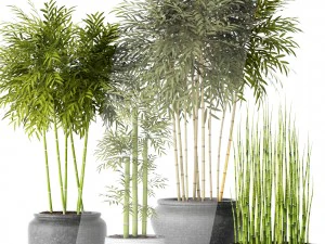 alberi di bamb&ugrave; Modello 3D